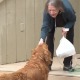 Pas u Koloradu snabdeva komšije u izolaciji zbog koronavirusa