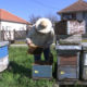 Pčelari upozoravaju – zbog zabrane kretanja ugroženo više od 3.000 pčelinjaka