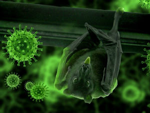 Koronavirusi iz šišmiša retko napadaju čoveka, jednom u hiljadu godina