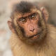Oko čega se tuku dve bande majmuna u Tajlandu i zašto će biti sterilisani