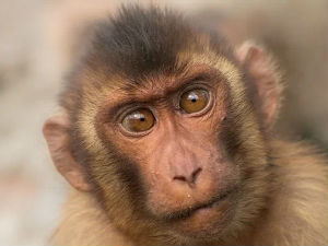 Oko čega se tuku dve bande majmuna u Tajlandu i zašto će biti sterilisani