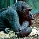Osam gorila zaraženo koronom