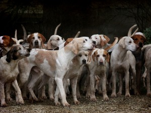Porasla tražnja za psima u Nemačkoj, krijumčari trljaju ruke