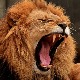 У Индији короном заражени и лавови